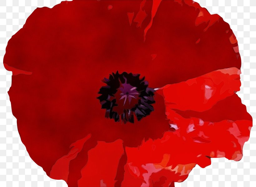 Watercolor Flower Background, PNG, 799x599px, Watercolor, Anemone, Annual Plant, Begonia, California Poppy Download Free