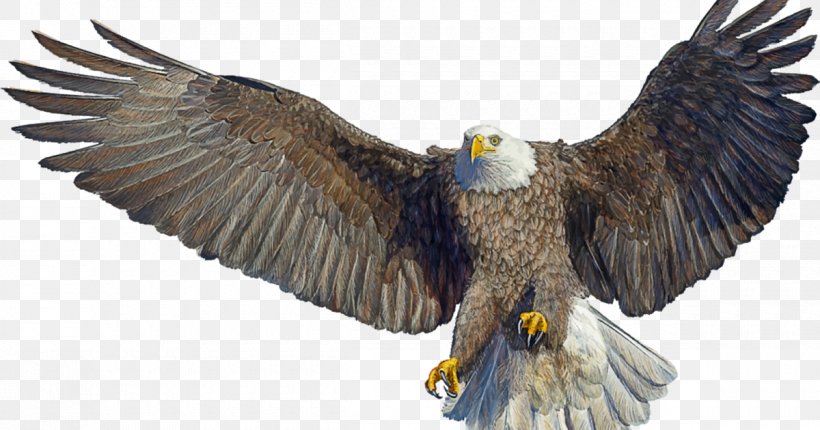 Bald Eagle Image Drawing, PNG, 1200x630px, Bald Eagle, Accipitriformes, Beak, Bird, Bird Of Prey Download Free