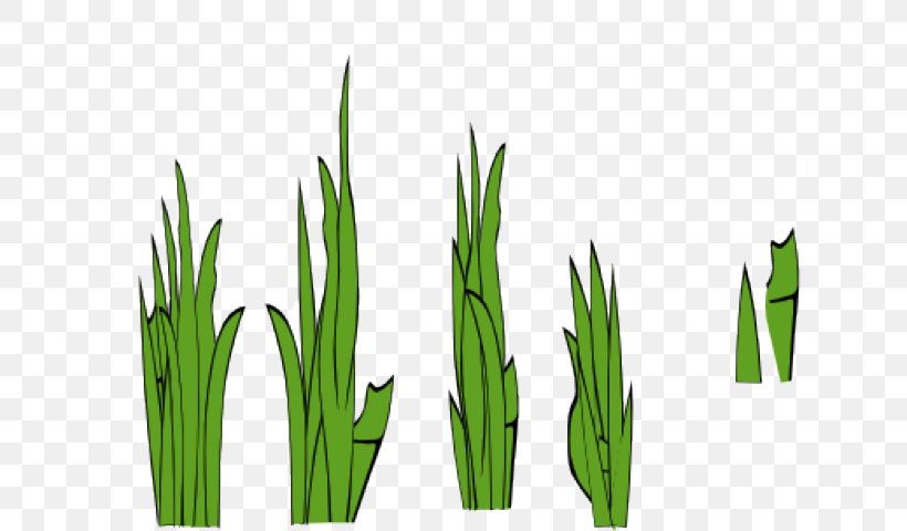 Drawing Of Family, PNG, 640x480px, Lawn, Chives, Drawing, Elymus Repens, Flower Download Free
