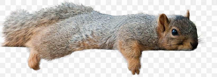 Fox Squirrel Chipmunk, PNG, 1209x434px, Fox Squirrel, Animal, Animal Figure, Chipmunk, Doge Download Free