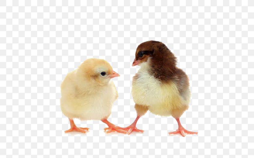 Orpington Chicken White Kifaranga Footage B-roll, PNG, 640x510px, Orpington Chicken, Beak, Bird, Broll, Chicken Download Free