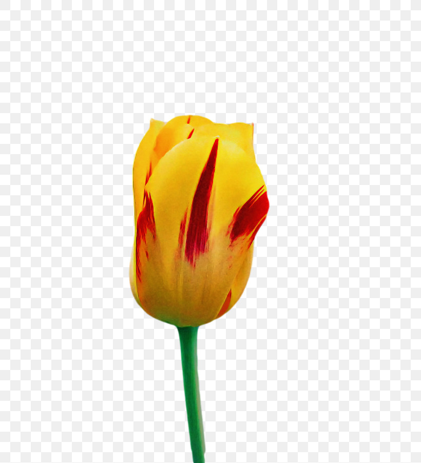 Plant Stem Cut Flowers Tulip Bud Petal, PNG, 687x901px, Plant Stem, Biology, Bud, Closeup, Cut Flowers Download Free