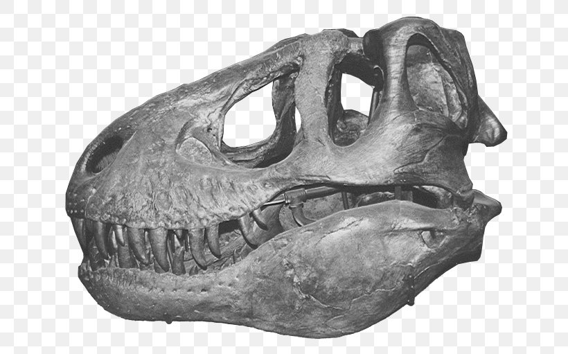 Tyrannosaurus Skull Allosaurus Triceratops Dinosaur, PNG, 704x511px, Tyrannosaurus, Allosaurus, Black And White, Bone, Carnivore Download Free