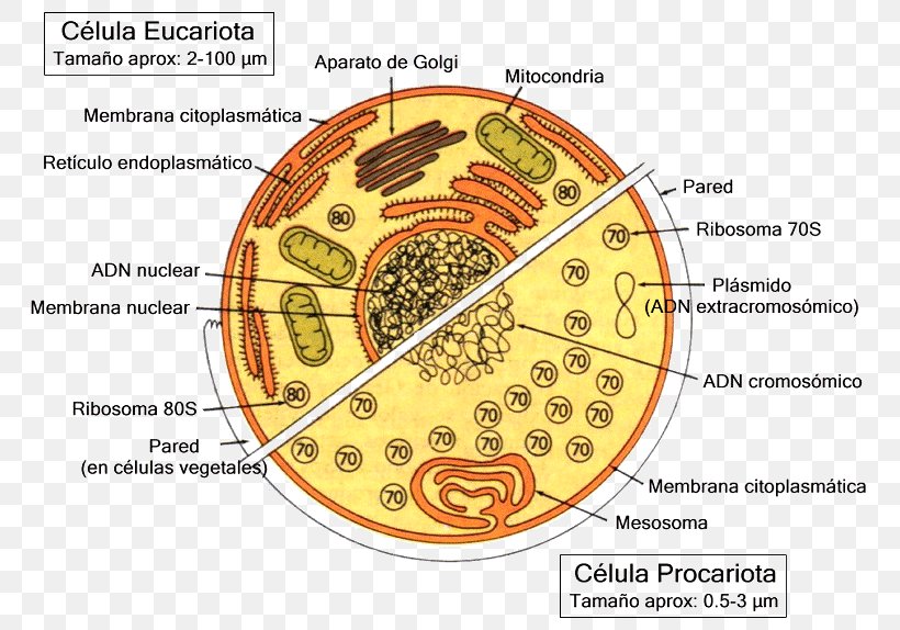 Celulă Eucariotă Cellula Procariote Unicellular Organism Prokaryote, PNG, 800x574px, Unicellular Organism, Anatomy, Bacteria, Biology, Bluegreen Bacteria Download Free