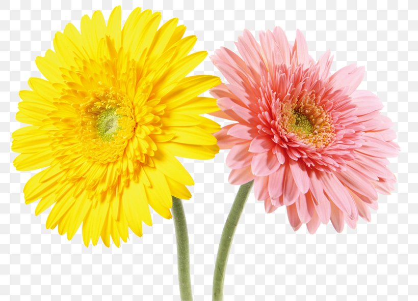 Chrysanthemum Indicum Yellow Pink Gratis, PNG, 800x592px, Chrysanthemum Indicum, Annual Plant, Chrysanthemum, Chrysanths, Color Download Free