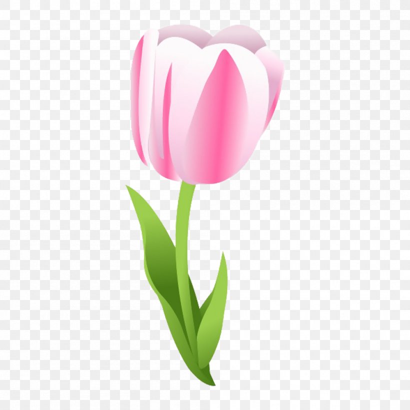 Tulip Flower, PNG, 999x999px, Tulip, English, Flower, Flowering Plant, Gratis Download Free
