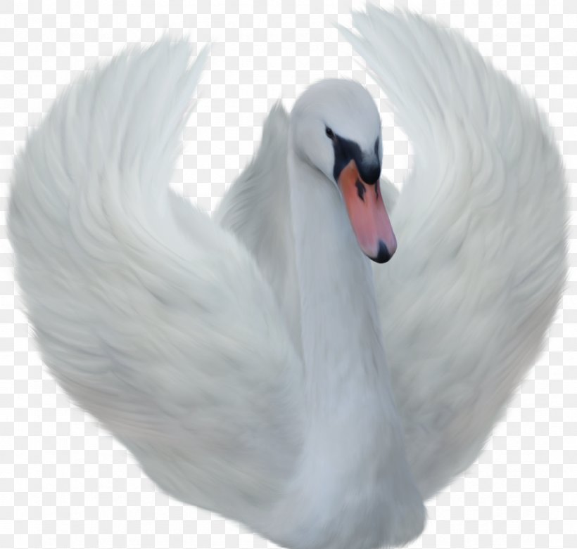 Bird Black Swan Clip Art, PNG, 1074x1024px, Bird, Beak, Black Swan, Cygnini, Ducks Geese And Swans Download Free