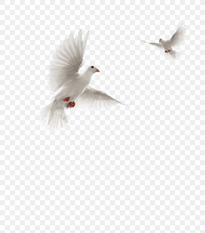 Columbidae Flight Bird Domestic Pigeon Squab, PNG, 2542x2888px, Watercolor,  Cartoon, Flower, Frame, Heart Download Free