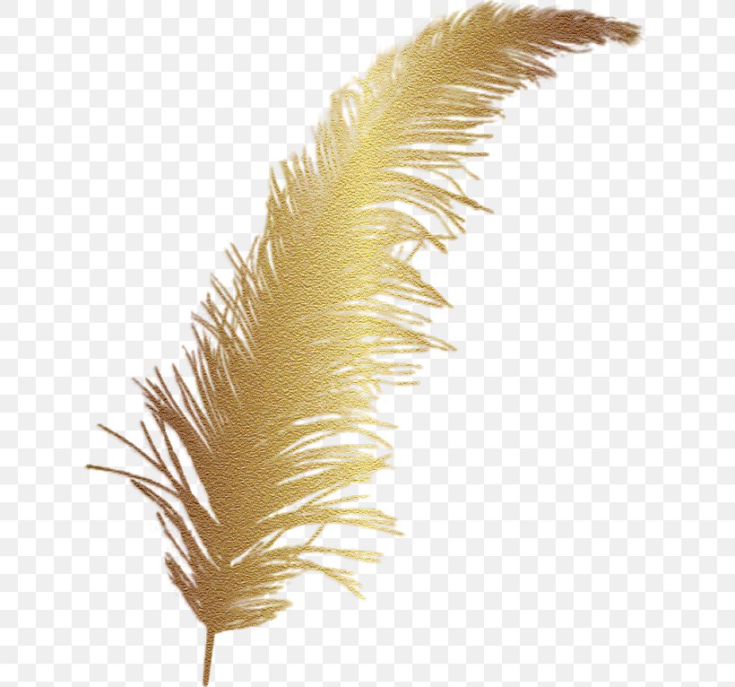 Feather Color Clip Art, PNG, 631x766px, Feather, Bird, Color, Gold, Grass Download Free