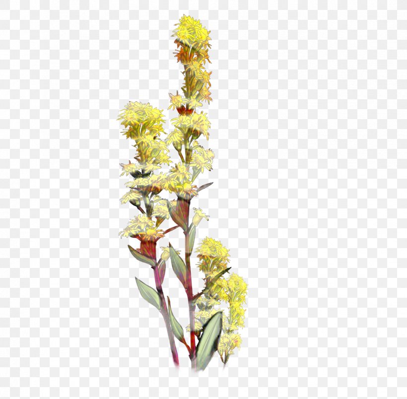 Flowers Background, PNG, 1234x1210px, Floral Design, Broomrape, Cut Flowers, Flower, Gladiolus Download Free