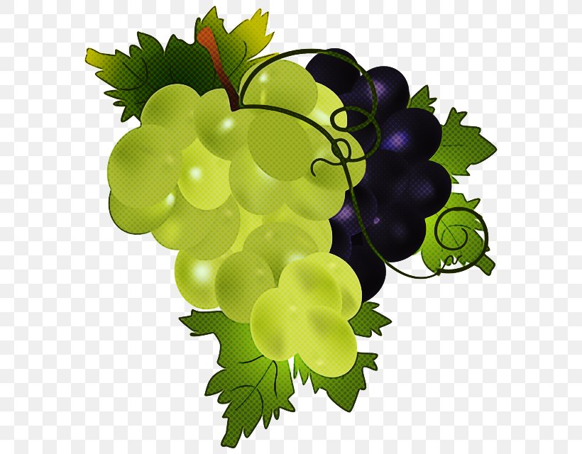 Grape Seedless Fruit Grape Leaves Grapevine Family Vitis, PNG, 596x640px, Grape, Flowering Plant, Fruit, Grape Leaves, Grapevine Family Download Free