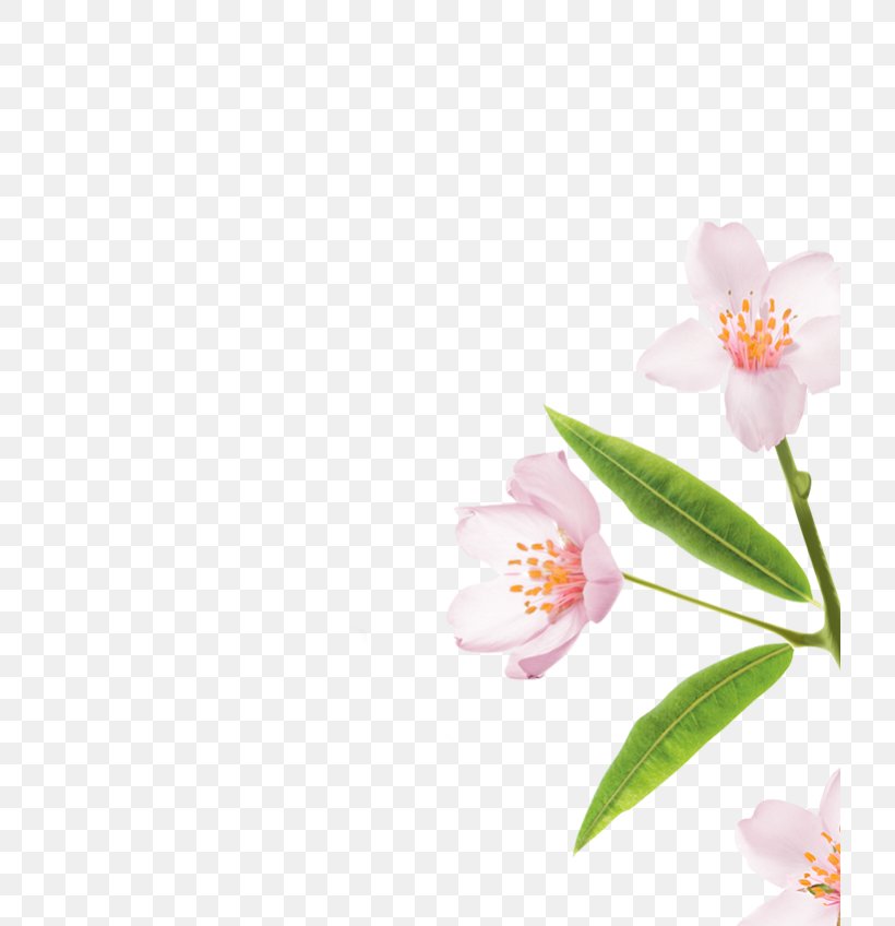Moth Orchids Cherry Blossom Petal Pink M, PNG, 720x848px, Moth Orchids, Blossom, Branch, Cherry, Cherry Blossom Download Free