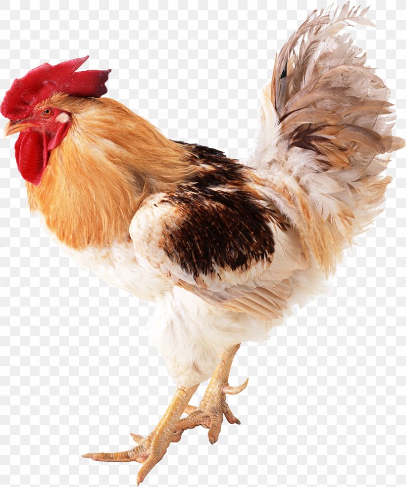 Bird Rooster Domestic Animal Clip Art, PNG, 1635x1965px, Chicken, Beak, Bird, Capon, Chicken Meat Download Free
