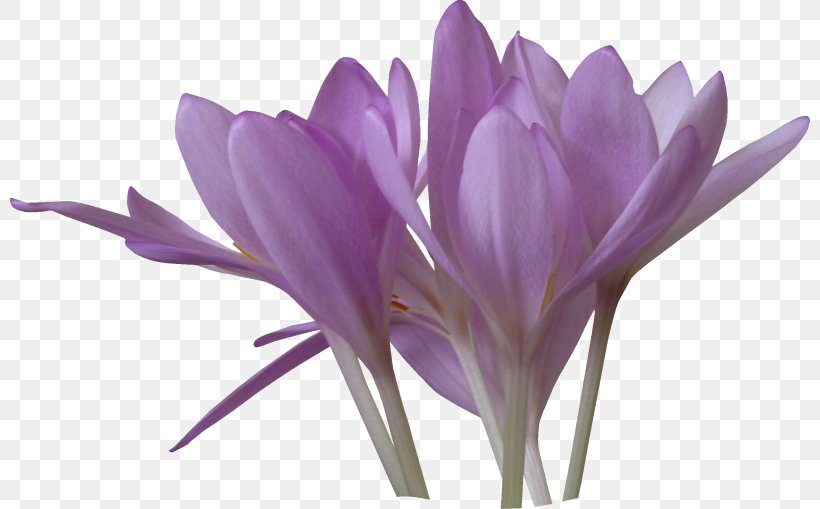 Crocus Saffron Pulsatilla Patens Clip Art, PNG, 800x509px, Crocus, Flower, Flowering Plant, Iris Family, Lilac Download Free