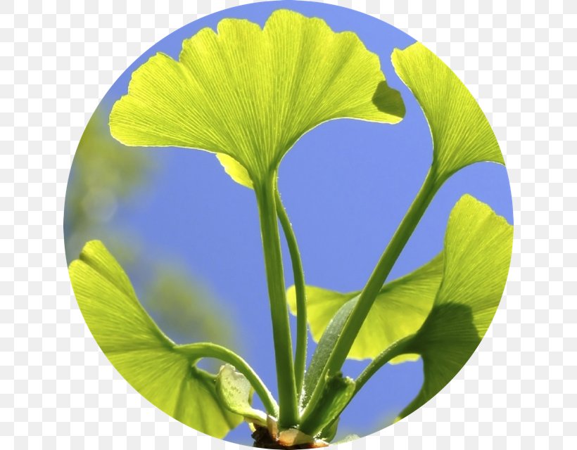 Ginkgo Biloba Herb Food Nutrient Health, PNG, 640x640px, Ginkgo Biloba, Annual Plant, Extract, Flower, Food Download Free