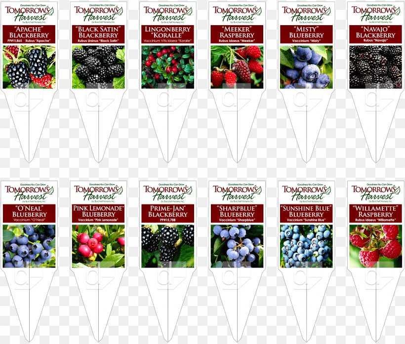 Printing Tomorrow's Harvest Dilco Plant Company, PNG, 1400x1191px, Printing, Advertising, Banner, Company, Fruit Download Free