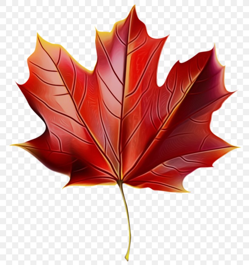 Red Maple Tree, PNG, 800x875px, Watercolor, Autumn, Autumn Leaf Color, Beech, Black Maple Download Free