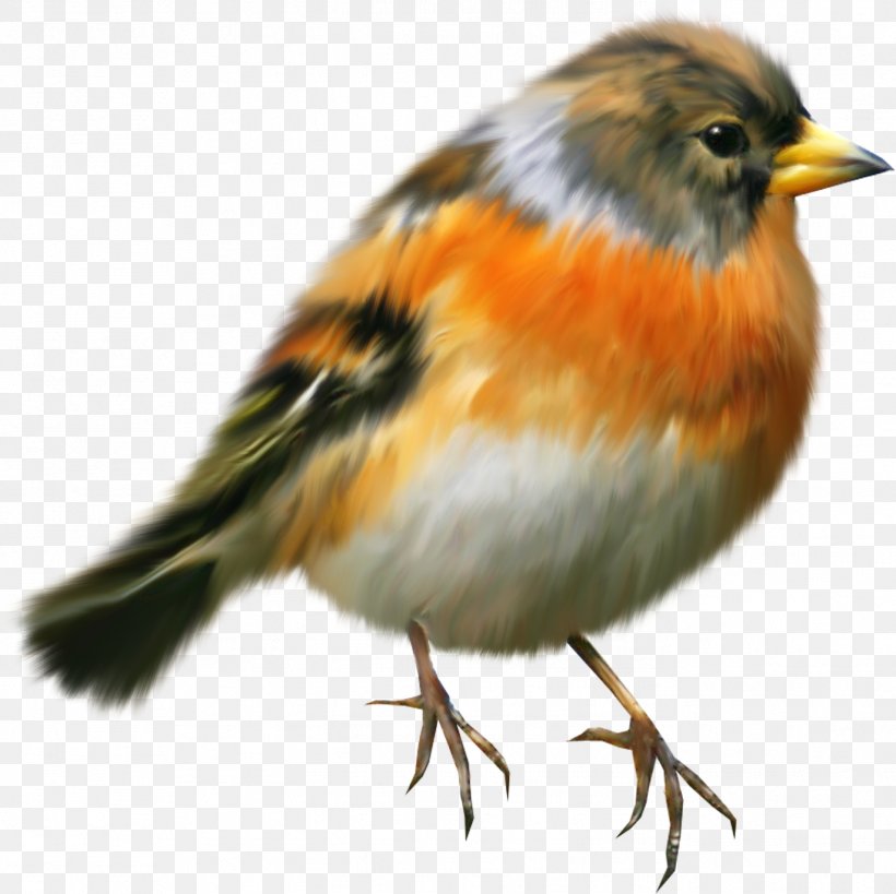 Bird European Robin Painting Clip Art, PNG, 1371x1370px, Bird, Beak, Brambling, Emberizidae, European Robin Download Free