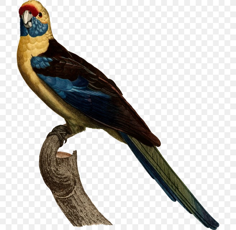 Columbidae Common Wood Pigeon Parrot Bird Affection, PNG, 704x800px, Columbidae, Affection, Alegria, Animation, Beak Download Free