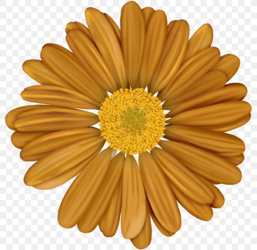 Drawing Of Family, PNG, 791x800px, Flower, African Daisy, Aster, Asterales, Barberton Daisy Download Free