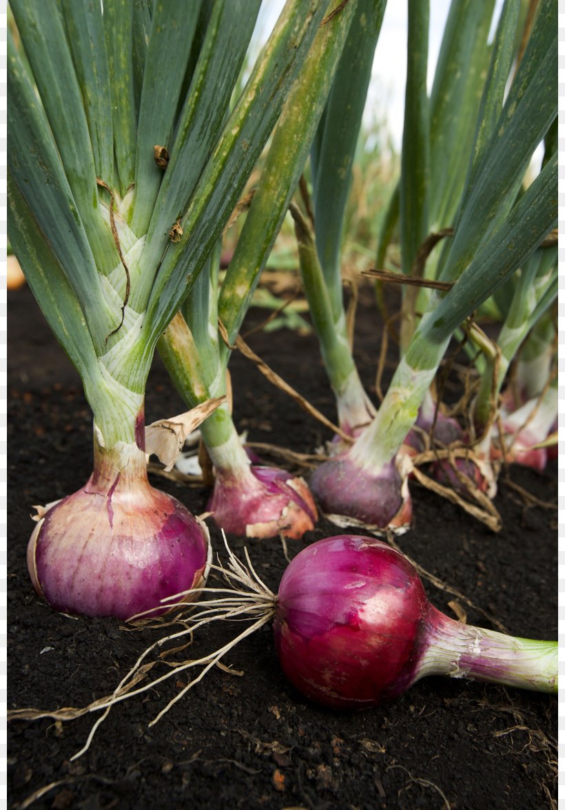 Garlic Potato Onion Plant Seed Sowing, PNG, 800x1176px, Garlic, Allium, Asparagus, Bulb, Garden Download Free