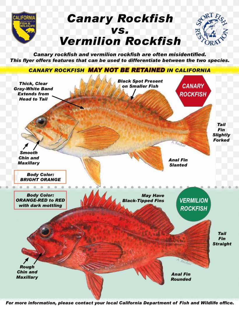 Northern Red Snapper Pacific Ocean Perch Canary Rockfish Yelloweye ...