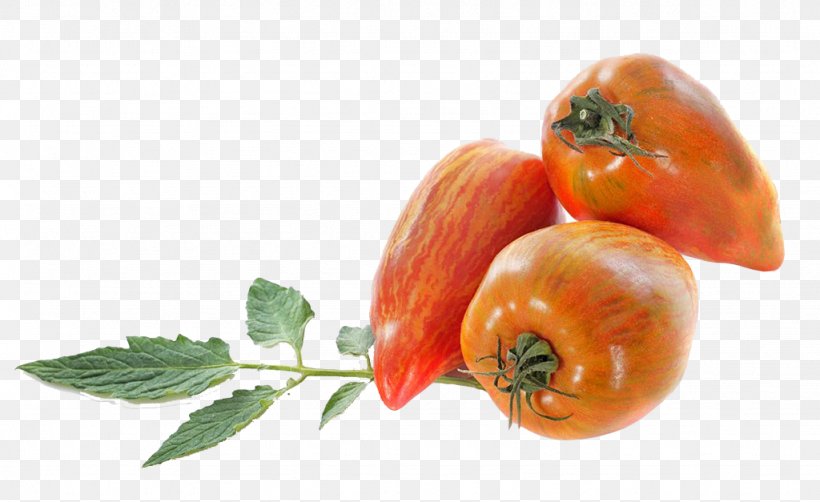 San Marzano Tomato Italian Cuisine Bush Tomato Stock Photography Fruit, PNG, 1024x627px, San Marzano Tomato, Alamy, Bush Tomato, Diet Food, Food Download Free