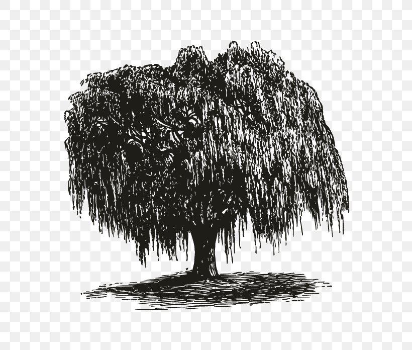 Weeping Willow How To Draw Trees Gift Root, PNG, 696x696px, Weeping Willow, Black And White, Branch, Bridegroom, Drawing Download Free
