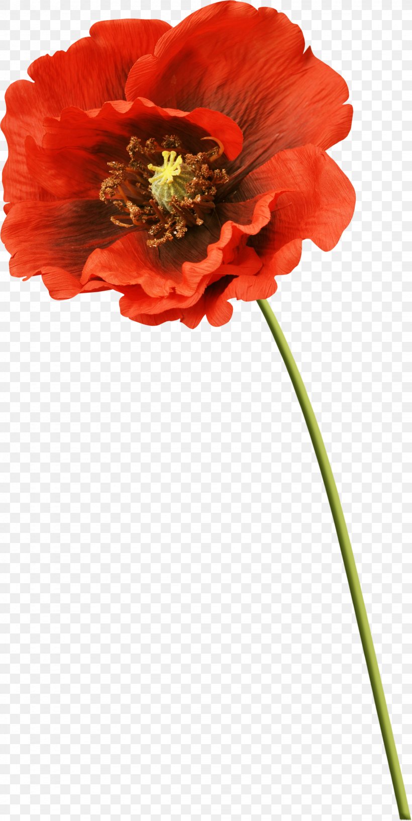 Flower Picture Frames Poppy Clip Art, PNG, 1641x3268px, Flower, Annual Plant, Common Poppy, Coquelicot, Cut Flowers Download Free