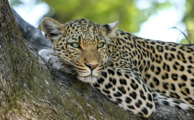 Jaguar Lion Javan Leopard Wildcat, PNG, 2166x1342px, Jaguar, Animal, Big Cat, Big Cats, Carnivoran Download Free