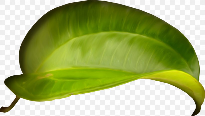 Leaflet Plant Stem Abscission, PNG, 2294x1301px, Leaf, Abscission, Branch, Green, Leaflet Download Free