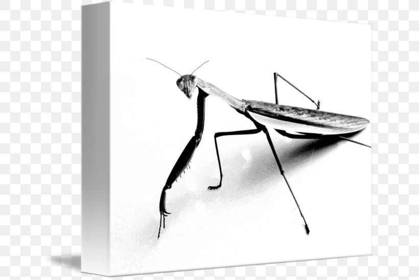 Mantis T-shirt Drawing Sketch, PNG, 650x547px, Mantis, Art, Arthropod, Black And White, Charcoal Download Free