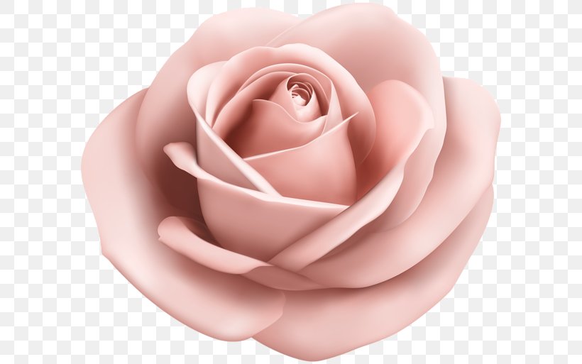 Rose Clip Art, PNG, 600x513px, Rose, Blue, Close Up, Cut Flowers, Flower Download Free