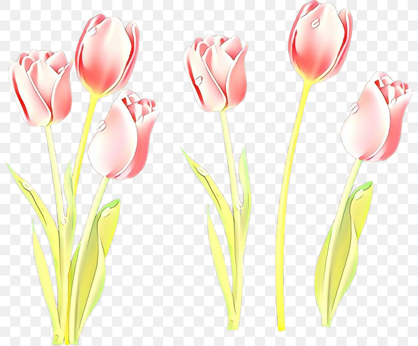 Tulip Flower Pink Cut Flowers Plant, PNG, 800x678px, Tulip, Cut Flowers, Flower, Lily Family, Pedicel Download Free