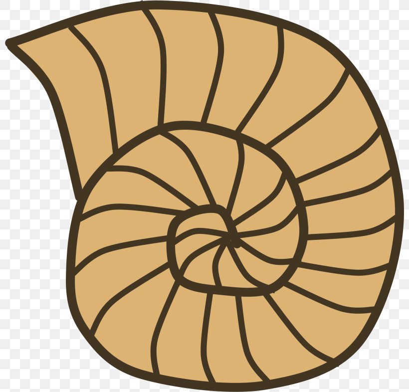 Clip Art Fossil Dinosaur Bones Seashell Ammonites, PNG, 800x786px, Fossil, Ammonites, Area, Artwork, Dinosaur Bones Download Free