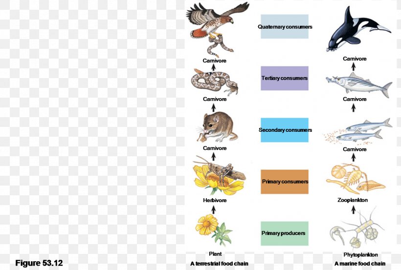 Food Chain Food Web Organism Primary Producers Trophic Level, PNG, 1427x963px, Food Chain, Animal Figure, Biology, Body Jewelry, Community Download Free