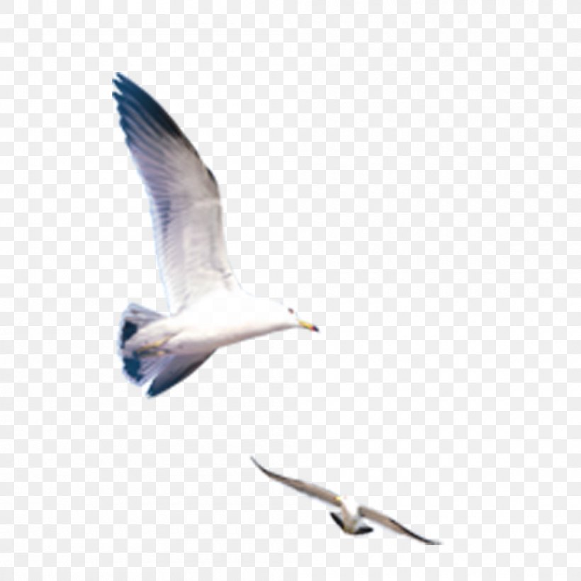 Icon, PNG, 1000x1000px, Gulls, Beak, Bird, Bird Migration, Charadriiformes Download Free