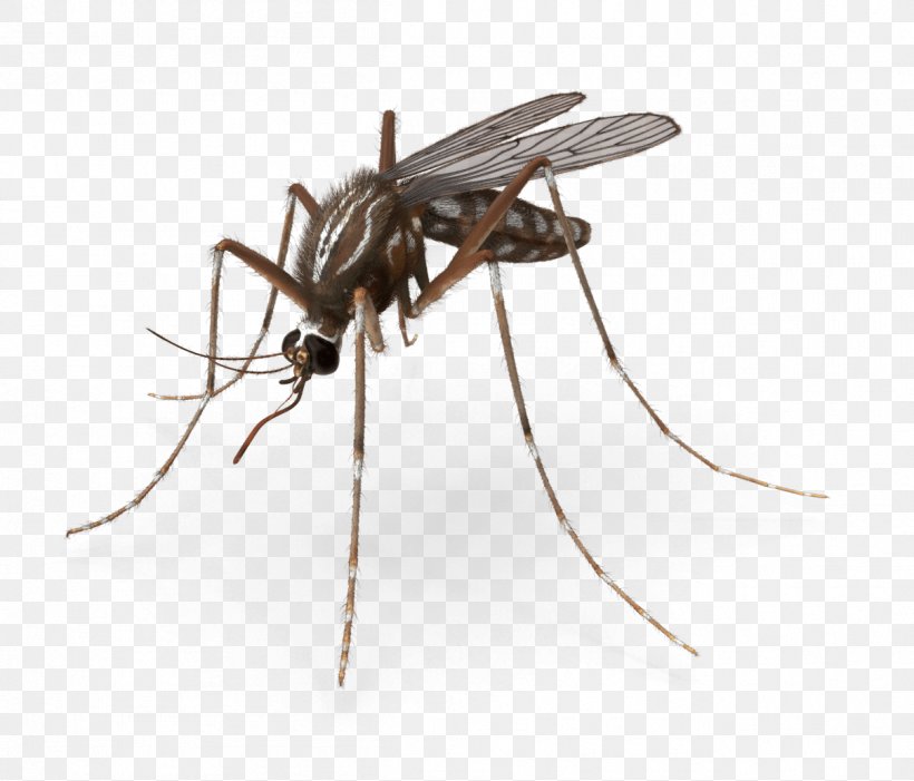 Mosquito Pest Control Royalty-free Insect, PNG, 1208x1033px, 3d Computer Graphics, 3d Modeling, Mosquito, Animated Film, Ant Download Free