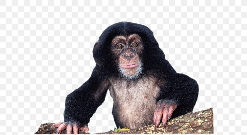 Gorilla Chimpanzee Material Culture: Implications For Human Evolution Uncommon Animals Rare Species, PNG, 600x450px, Gorilla, Animal, Ape, Bonobo, Cercopithecidae Download Free