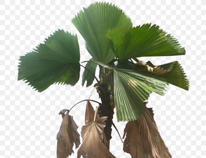 Asian Palmyra Palm Arecaceae Licuala Grandis Fan-leaved Palms Plant, PNG, 696x630px, Asian Palmyra Palm, Arecaceae, Arecales, Borassus, Borassus Flabellifer Download Free
