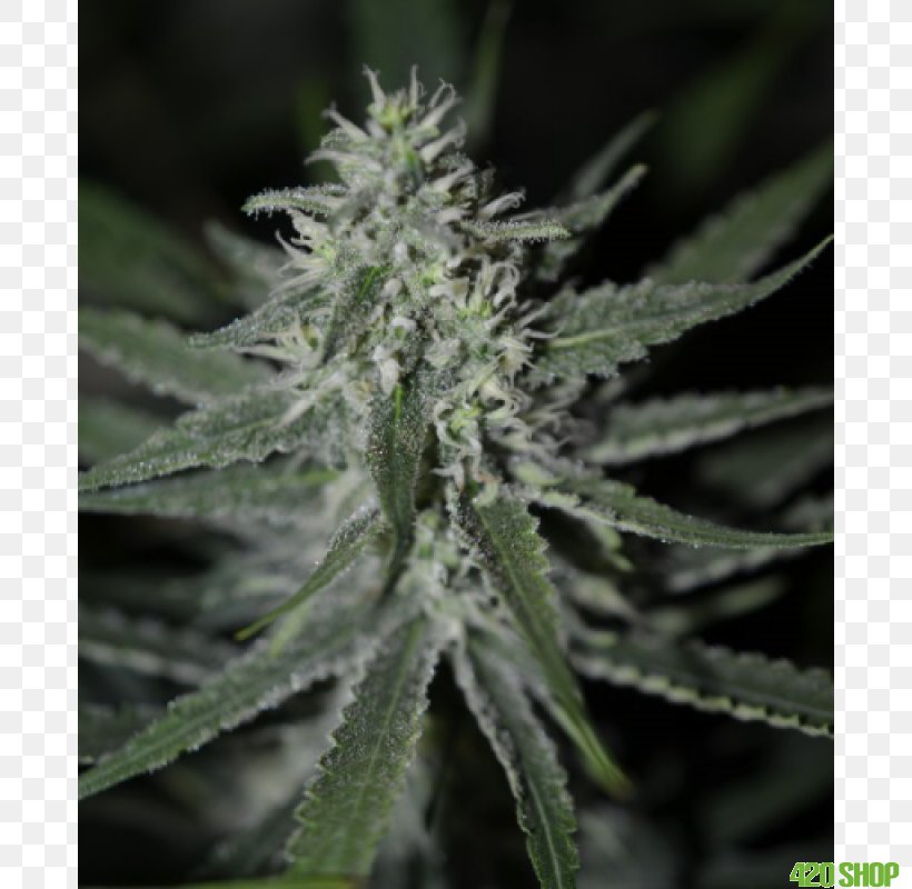 Autoflowering Cannabis Seed Skunk Grow Shop, PNG, 800x800px, Cannabis, Autoflowering Cannabis, Cannabidiol, Cannabis Sativa, Grow Shop Download Free