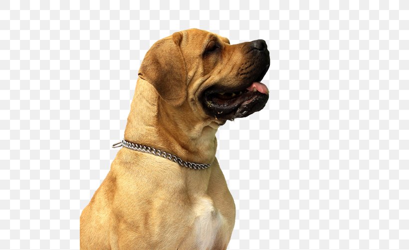 Boxer Dobermann Labrador Retriever, PNG, 500x501px, Boxer, Animal, Bark, Black Mouth Cur, Boerboel Download Free