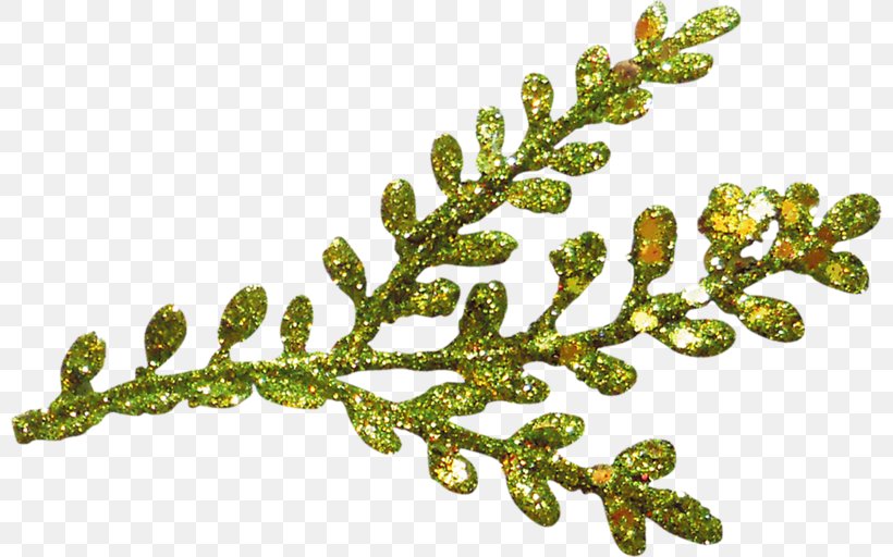 Branch Leaf, PNG, 800x512px, Branch, Christmas Tree, Computer Graphics, Leaf, Plant Download Free