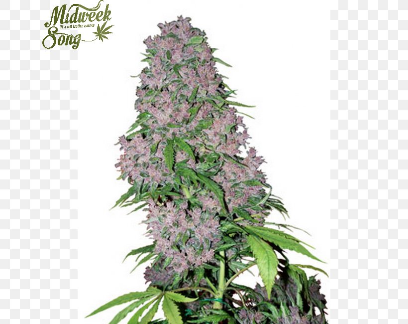 Bud Cannabis Sativa Seed Kush, PNG, 650x650px, Bud, Cannabinoid, Cannabis, Cannabis Cultivation, Cannabis Sativa Download Free