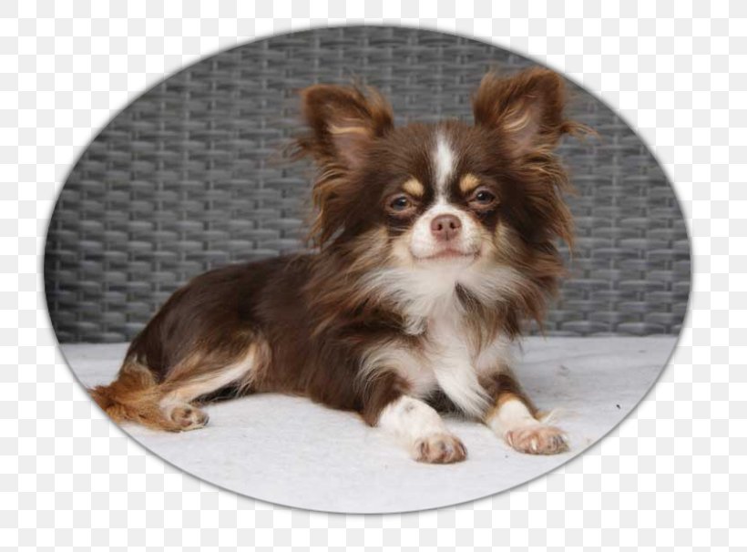 Chihuahua Puppy Dog Breed Companion Dog Toy Dog, PNG, 800x606px, Chihuahua, Breed, Breed Group Dog, Carnivoran, Companion Dog Download Free