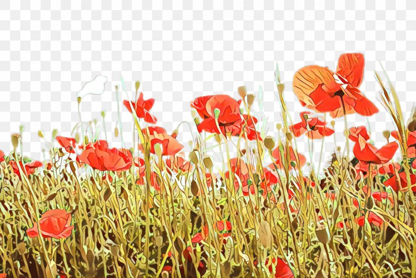 Coquelicot Field Flower Poppy Plant, PNG, 2444x1636px, Cartoon, Coquelicot, Corn Poppy, Field, Flower Download Free