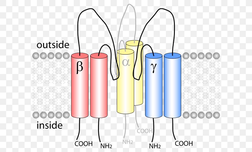 Epithelial Sodium Channel Epithelium Ion Channel, PNG, 642x493px, Epithelial Sodium Channel, Atpase, Brand, Cell Membrane, Diagram Download Free