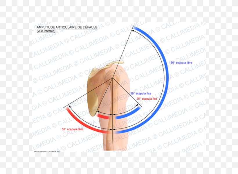 Finger Line Angle, PNG, 600x600px, Finger, Arm, Diagram, Ear, Hand Download Free