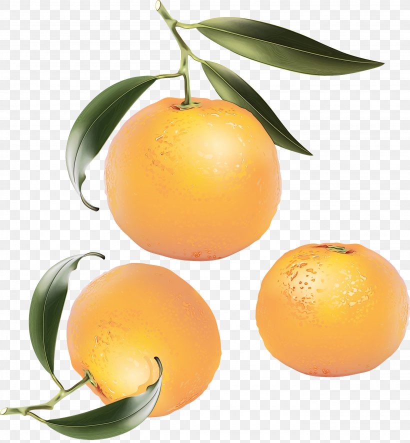 Lemon Tree, PNG, 2775x3000px, Orange Juice, Calamondin, Citric Acid, Citrus, Clementine Download Free