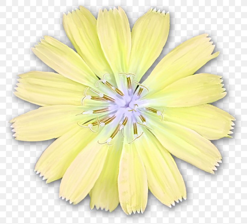 Petal Cut Flowers, PNG, 800x742px, Petal, Cut Flowers, Daisy Family, Flower, Yellow Download Free